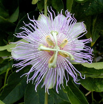 Passiflora incarnata