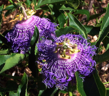 Passiflora Incense