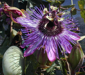 Passiflora Jeannette