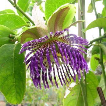 Passiflora laurifolia