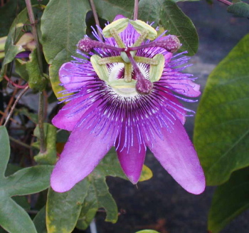 Passiflora Lavender Lady