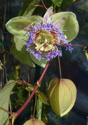 Passiflora platyloba