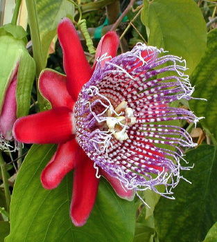 Passiflora Purple Tiger