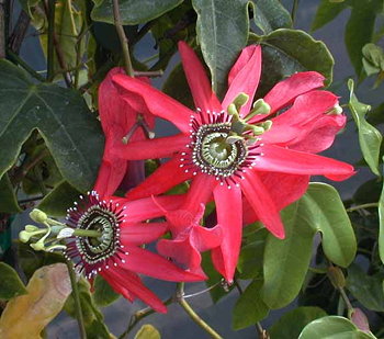 Passiflora racemosa