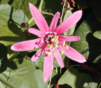 Passiflora sanguinolenta