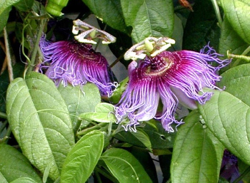 Passiflora serratifolia