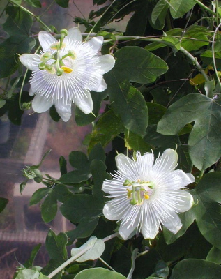 Passiflora subpeltata