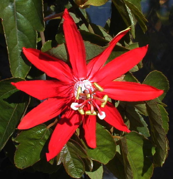 Passiflora vitifolia Scarlet Flame