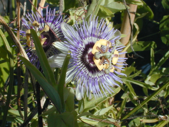 Passiflora mooreana