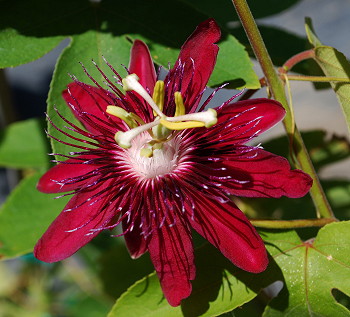 Passiflora Lady Margaret