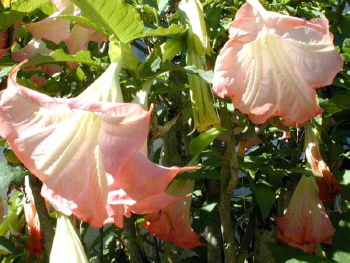 Brugmansia Frosty Pink