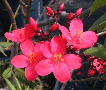 Jatropha integerrima