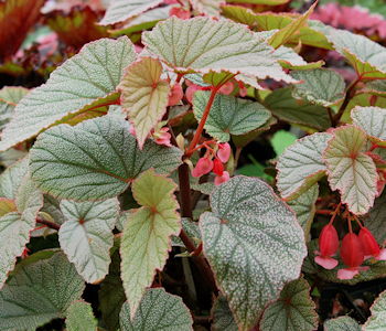 Begonia Sinbad