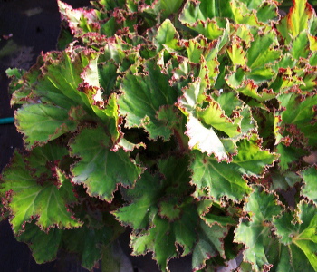 Begonia River Nile