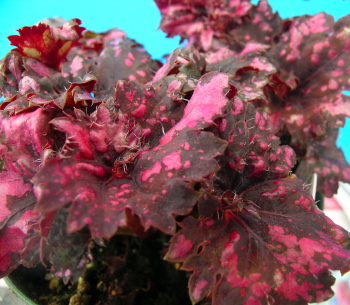 Begonia Tempest