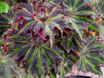 Begonia Palomar Whirlwind