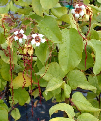 Strophanthus preussi