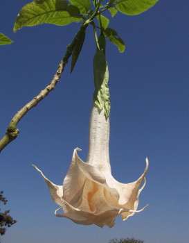 Brugmansia Creamsickle