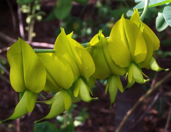 Crotalaria agatiflora