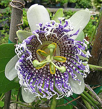 Passiflora actinia