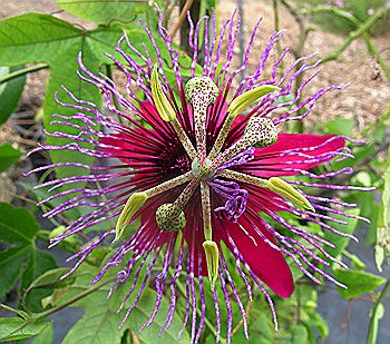 Passiflora Crimson Tears