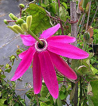 Passiflora reflexiflora