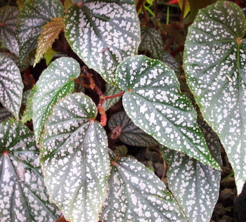 Begonia Summerland Sands