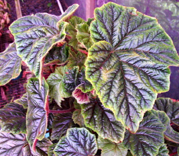 Begonia Emerald King