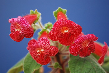 Kohleria Nicoles Smile