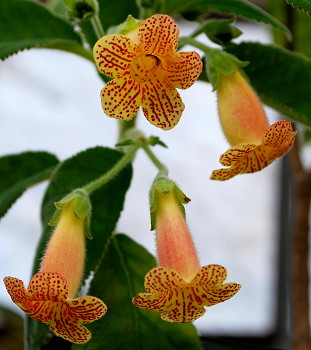 Kohleria Sunny