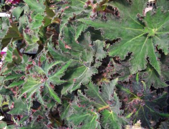 Begonia Bushmaster