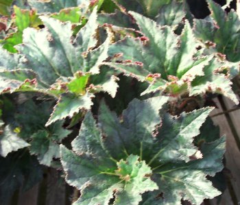 Begonia Gartersnake