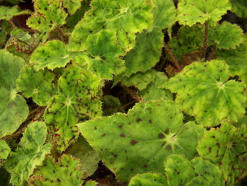 Begonia Giddy