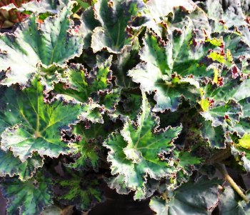 Begonia Hyroglyphics