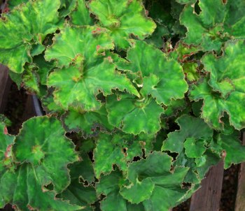 Begonia Sphinx