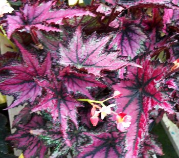 Begonia Robert Golden