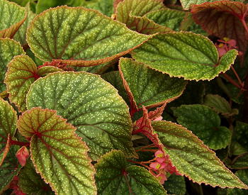 Begonia Little Frosty