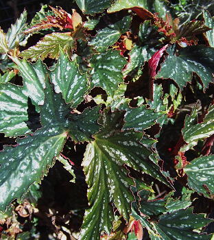 Begonia Lady McElderry