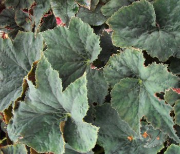 Begonia Black Adder