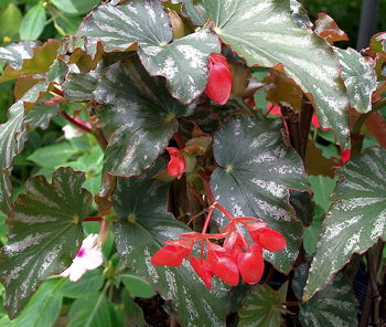 Begonia Orange County