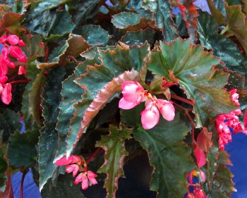 Begonia Sincerity