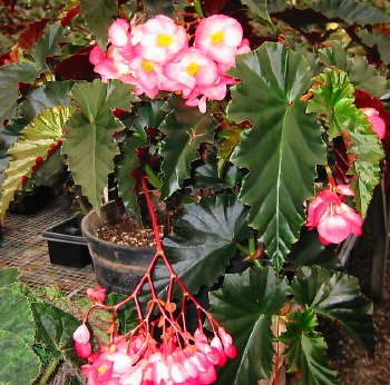 Begonia Suspicion