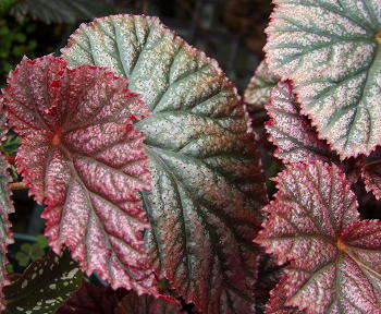 Begonia Gypsy Rose