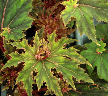 Begonia Jagged Edge