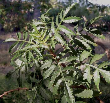 Melianthus minor