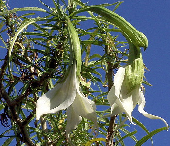 Brugmansia Culebra