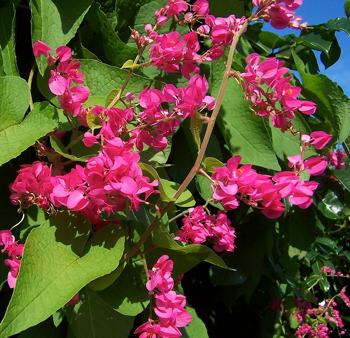 Antigonon leptopus