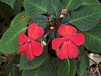 Impatiens x walleriana Blazing Fire