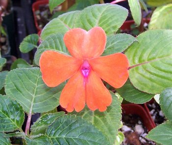 Impatiens walleriana x usambarensis