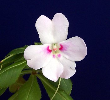 Impatiens sodenii var uguenensis